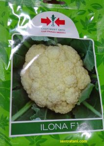 jual bibit kembang kol ilona panah merah