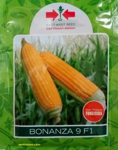 jual-benih-jagung-manis-bonanza9-f1