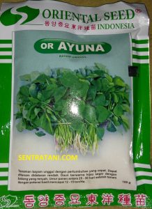 benih bayam unggul ayuna oriental seed