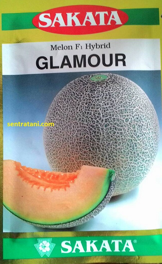 Jual Bibit  Melon  Glamour F1 Hybrid 0856 0856 6034 