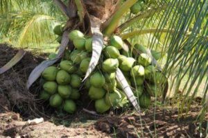 Bibit Kelapa Pandan Wangi Thailand