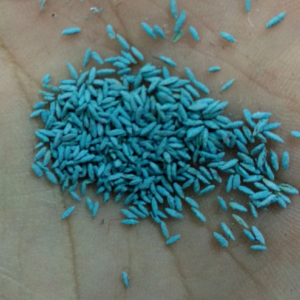 Biji Rumput Lapangan Sepak Bola 100 gr