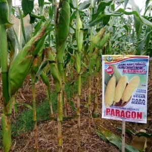 Benih Jagung Manis Kuning PARAGON