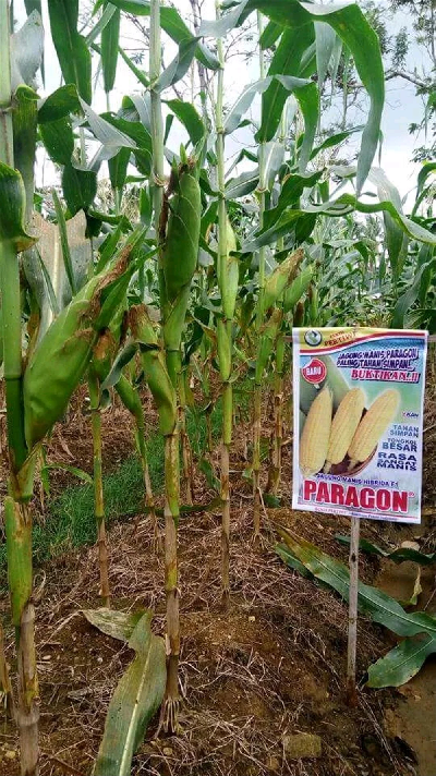 Benih Jagung Manis Kuning PARAGON