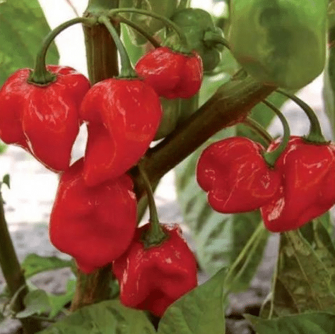 Benih cabe Habanero Hot Pepper