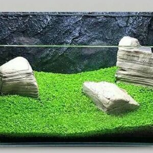 Bibit Benih Tanaman Air Carpet Seed Aquascape Aquarium