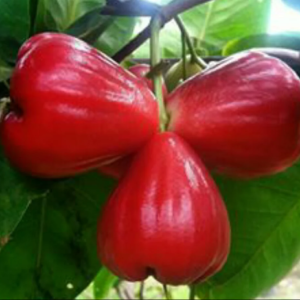 Bibit Jambu Air Red Taiwan