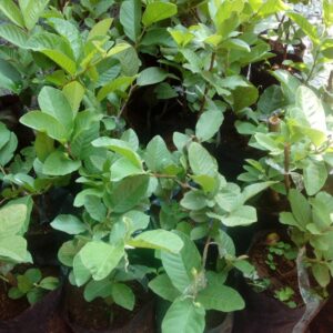 Bibit Jambu Kristal