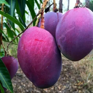 Bibit Mangga Irwin