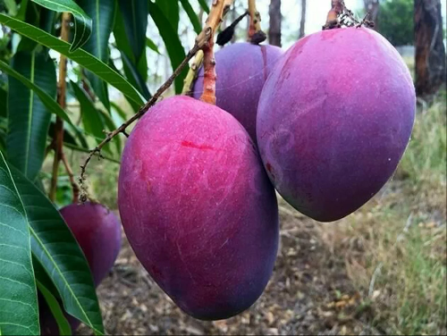 Bibit Mangga Irwin