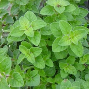 Biji Benih Oregano