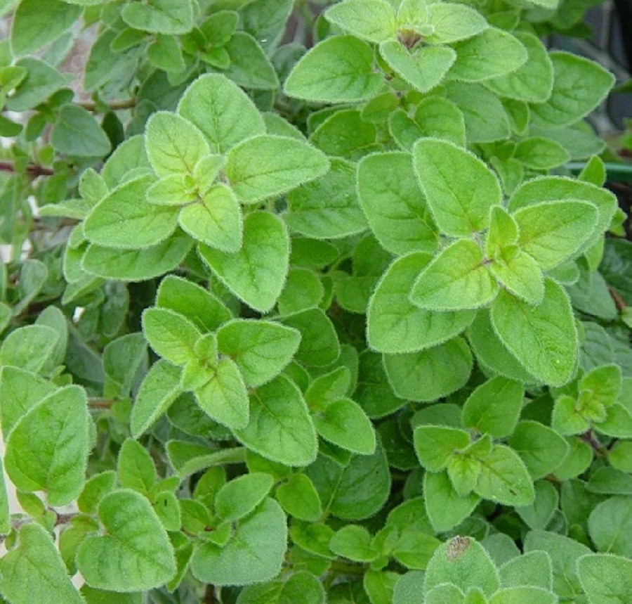 Biji Benih Oregano