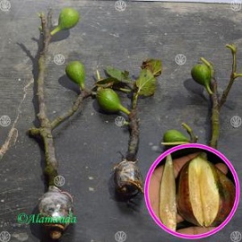 Buah Ara Tin Black Mission (Cangkok)