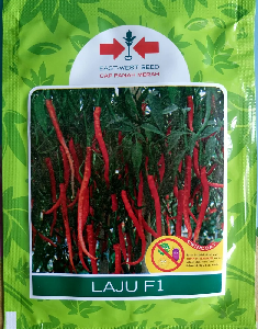 Cabe Merah Keriting Hibrida LAJU F1