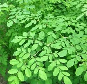 Bibit Tanaman Daun Kelor