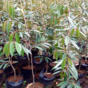 Duren matahari 1,5 meter