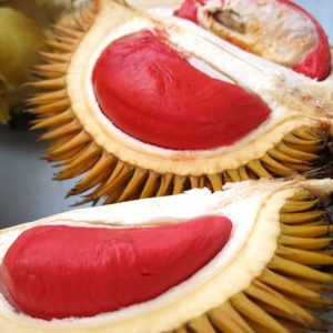 Durian Merah 60cm