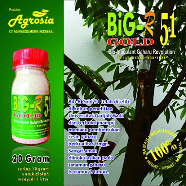 Inokulan Gaharu - Untuk Inokulasi Pohon Gaharu