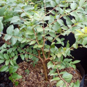 Jaboticaba/Anggur brasil(25 cm)