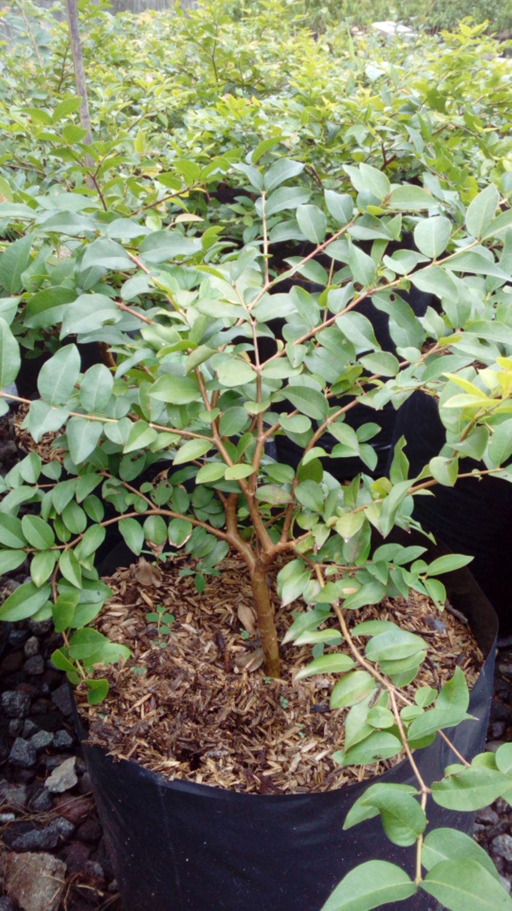 Jaboticaba/Anggur brasil(25 cm)