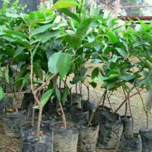 Jambu Citra