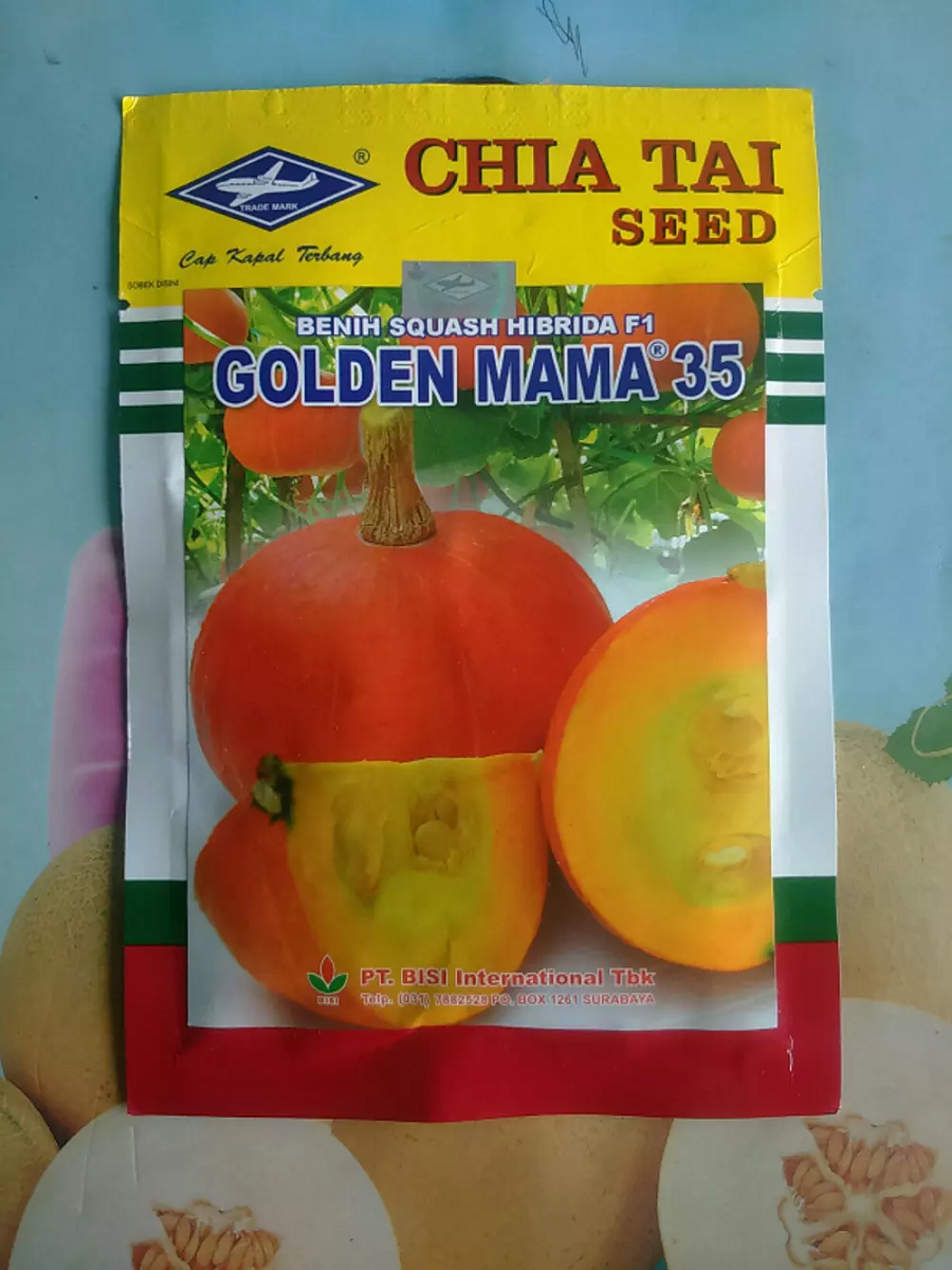 Labu Mini GOLDEN MAMA 35