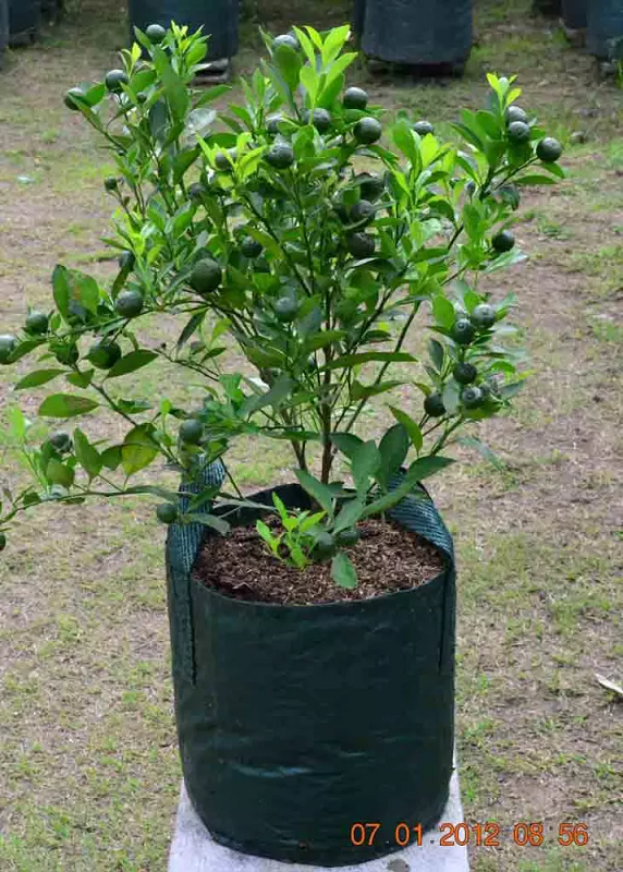 Planter Bag 25 Liter