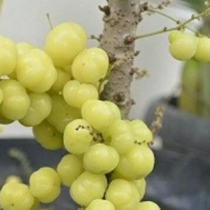 Tanaman Buah Cermai Manis