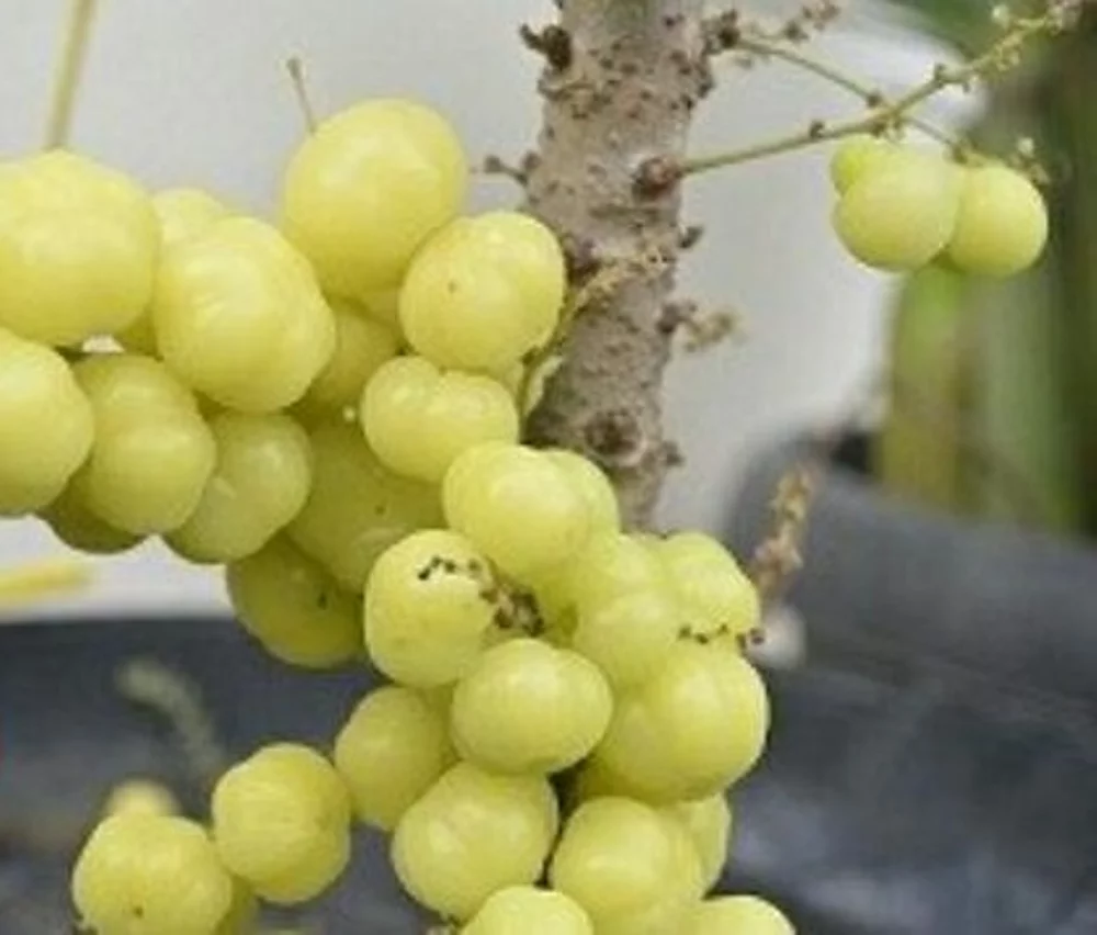 Tanaman Buah Cermai Manis