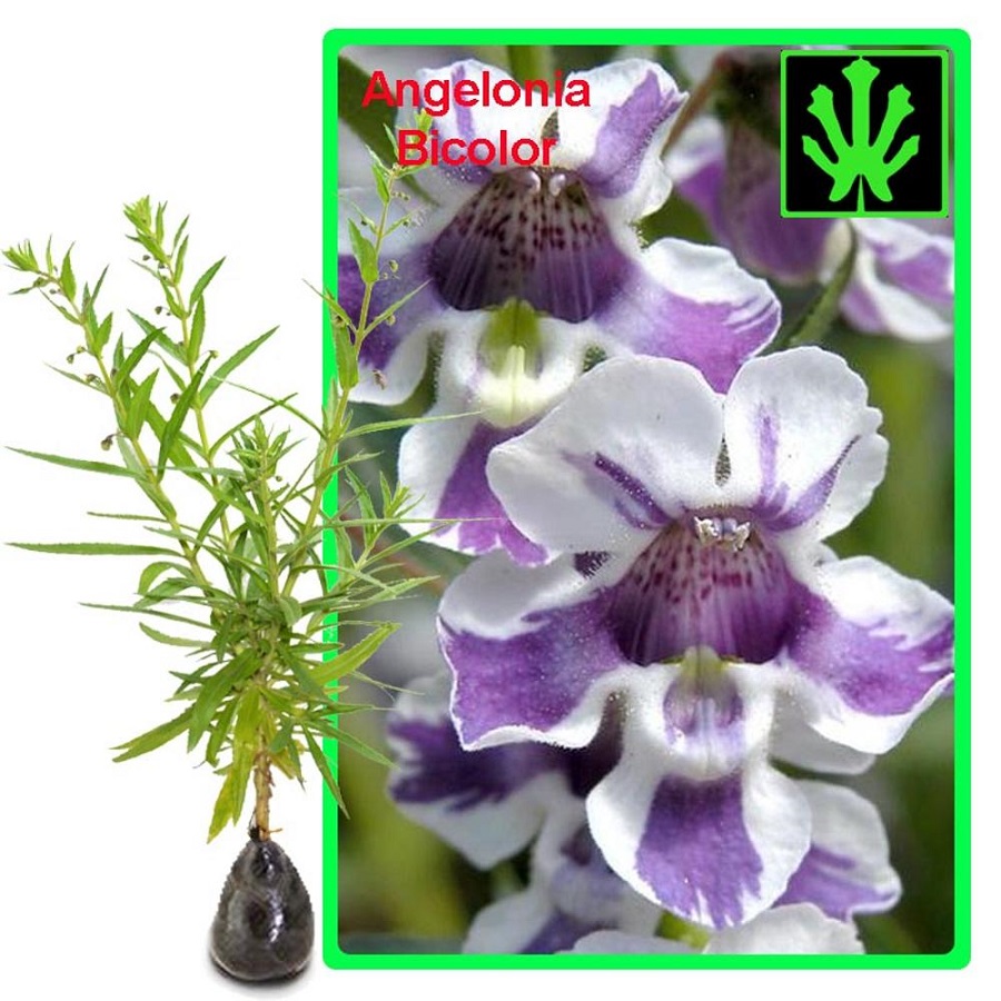 Tanaman Angelonia Bicolor