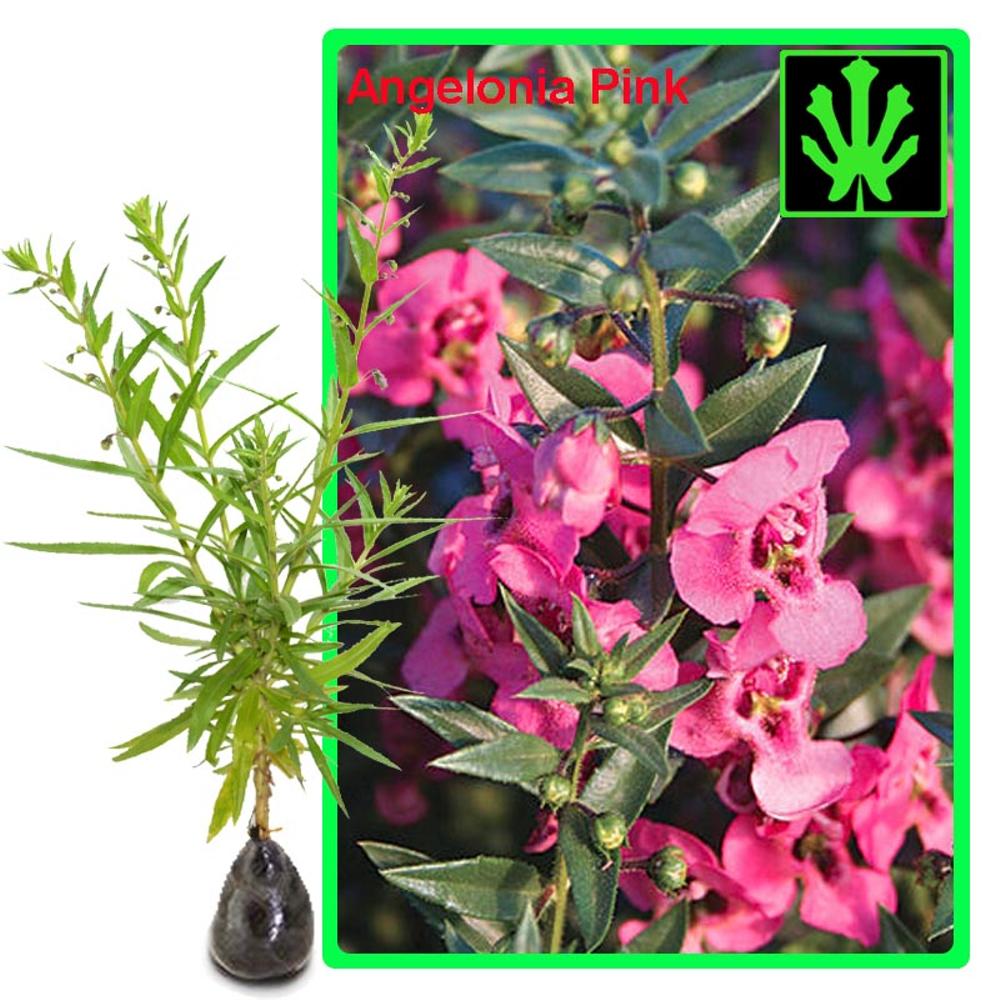 Jual Tanaman Angelonia Pink | SENTRATANI.COM