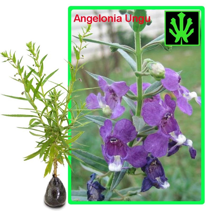 Tanaman Angelonia Ungu