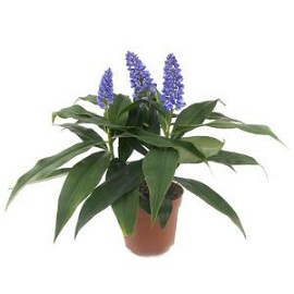 Tanaman Blue Ginger