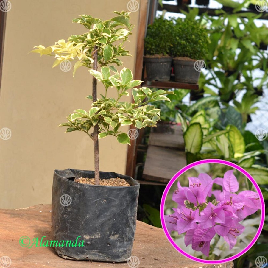 Tanaman Bougenville Ungu Variegata (Bunga Kertas)