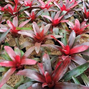 Tanaman Bromelia Red Grass