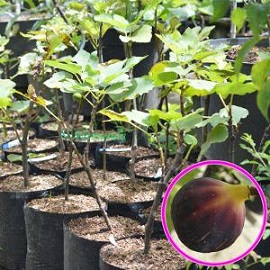 Tanaman Buah Ara Tin Black Porto