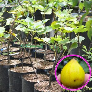 Tanaman Buah Ara Tin Gillete
