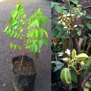 Tanaman Buah Belimbing Putih