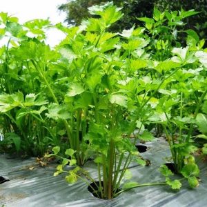 Tanaman Bumbu Dapur Seledri