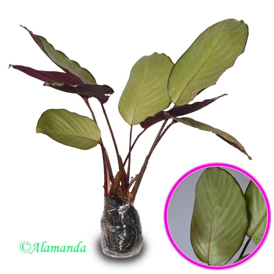 Jual Tanaman Calathea Silver  Plate SENTRATANI COM