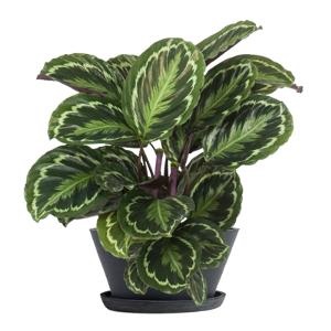 Tanaman Calathea Silverback