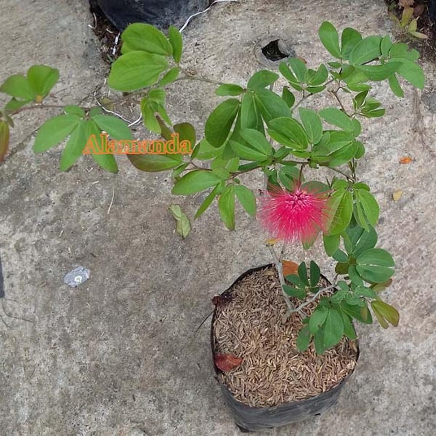 Tanaman Calliandra Merah