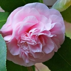 Tanaman Camelia Pink Tumpuk