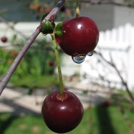 Tanaman Cherry Jepang 30-40cm