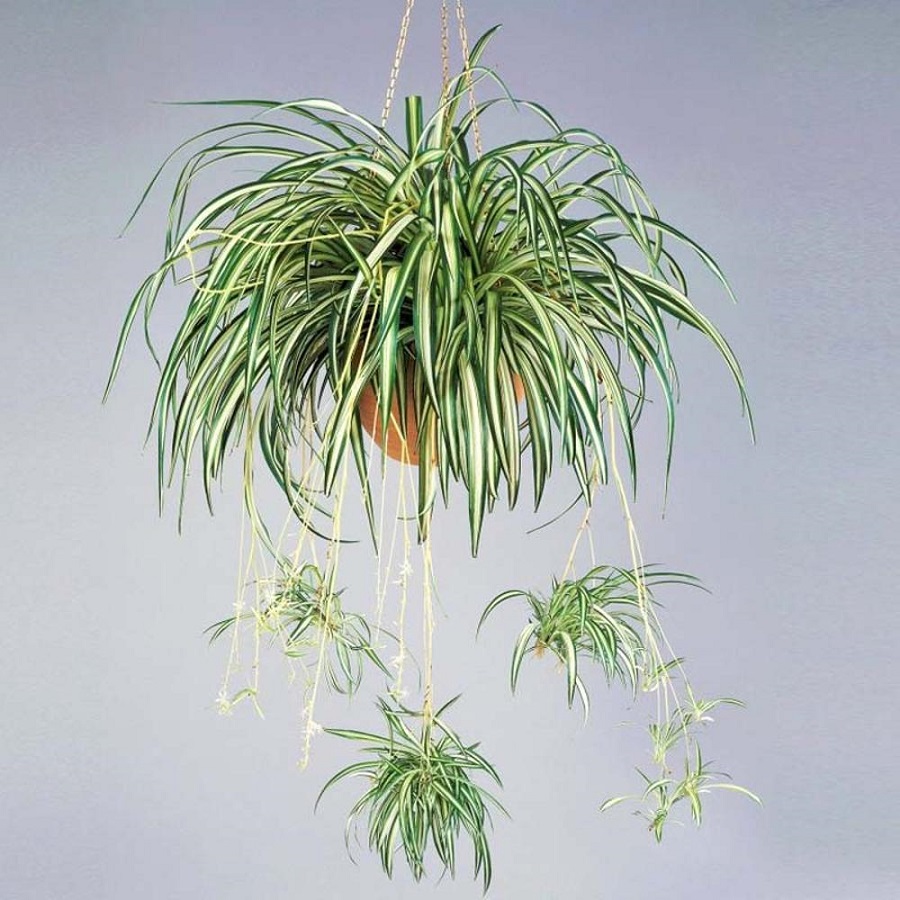 Tanaman Chlorophytum Spider
