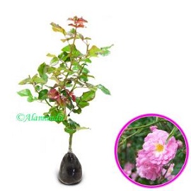 Tanaman Climbing Pink Rose