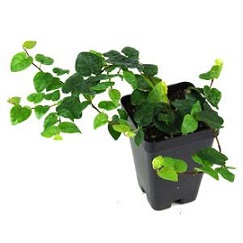 Tanaman Creeping Ficus (Dolar Kecil)