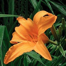 Tanaman Daylily Kuning