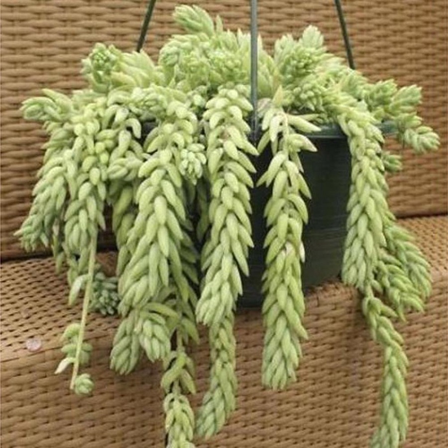 Tanaman Donkey Tail