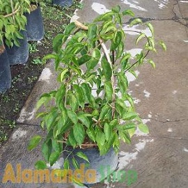 Tanaman Flame Vine
